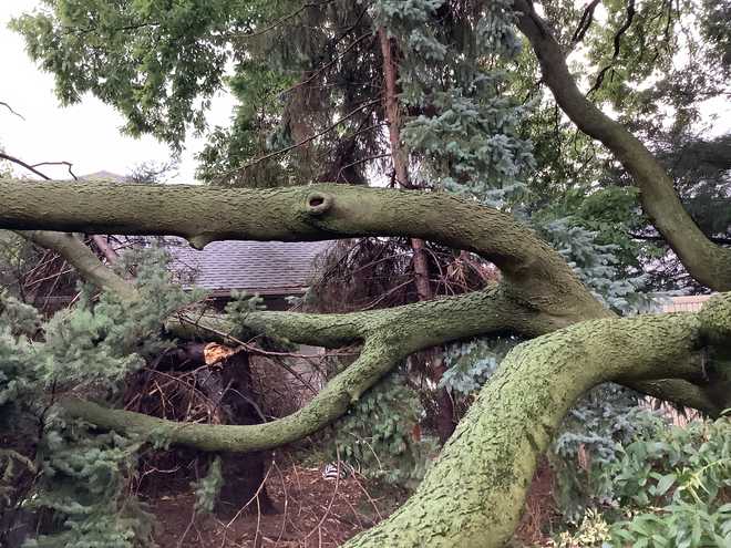 A viewer shared a photo of a fallen tree in Mount Joy, Lancaster County.  Spectators said the tree, which fell in their backyard, was one of the tallest in the area. ﻿