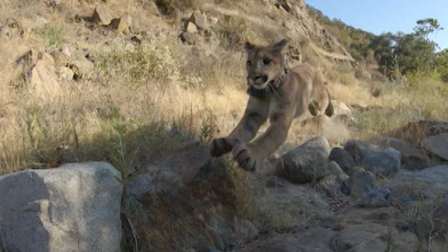 mountain lion in the wild