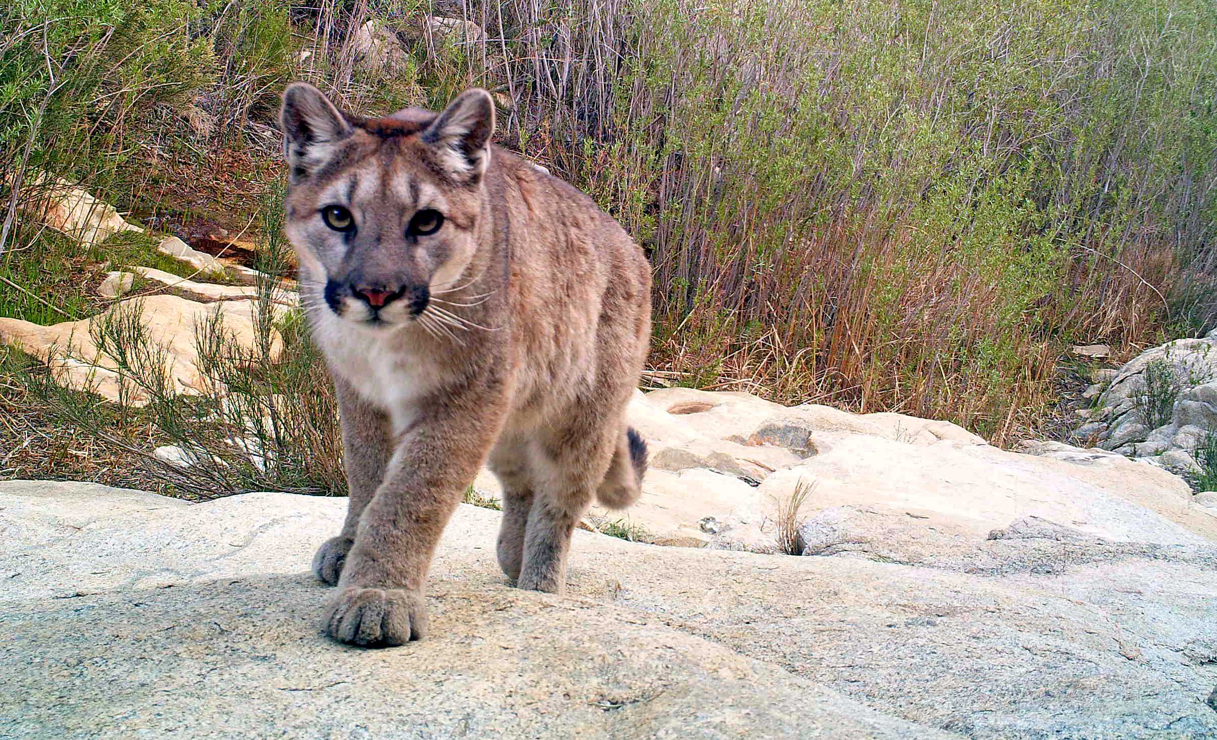 Mountain lions fear humans UC Santa Cruz study reveals