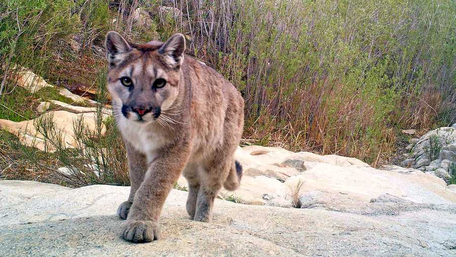 Young mountain lion