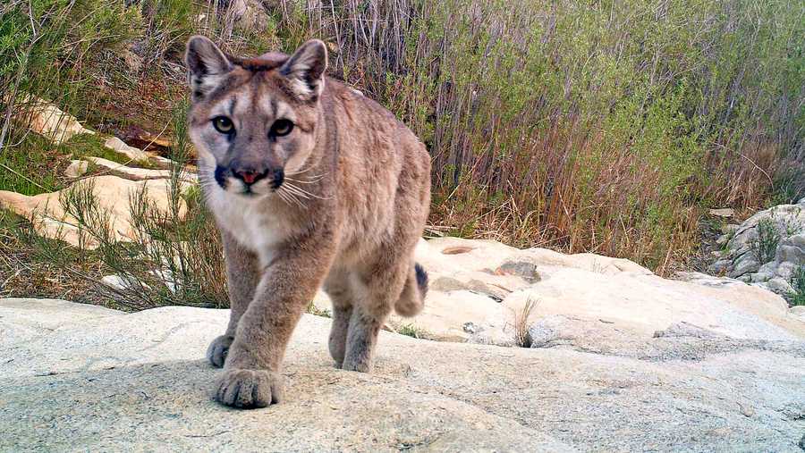 Young mountain lion