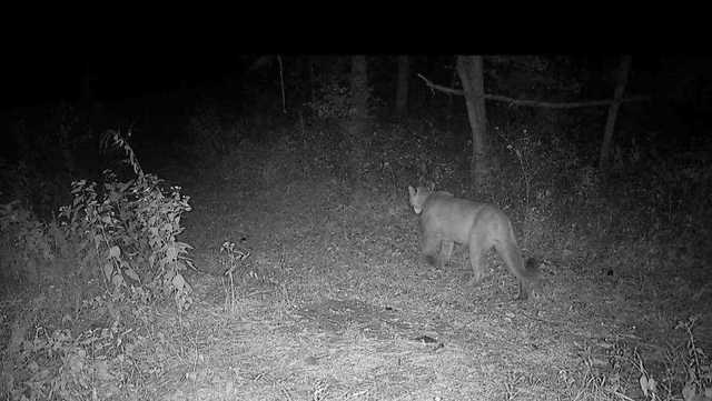 Mountain lion spotted in Indianola - Vimarsana News