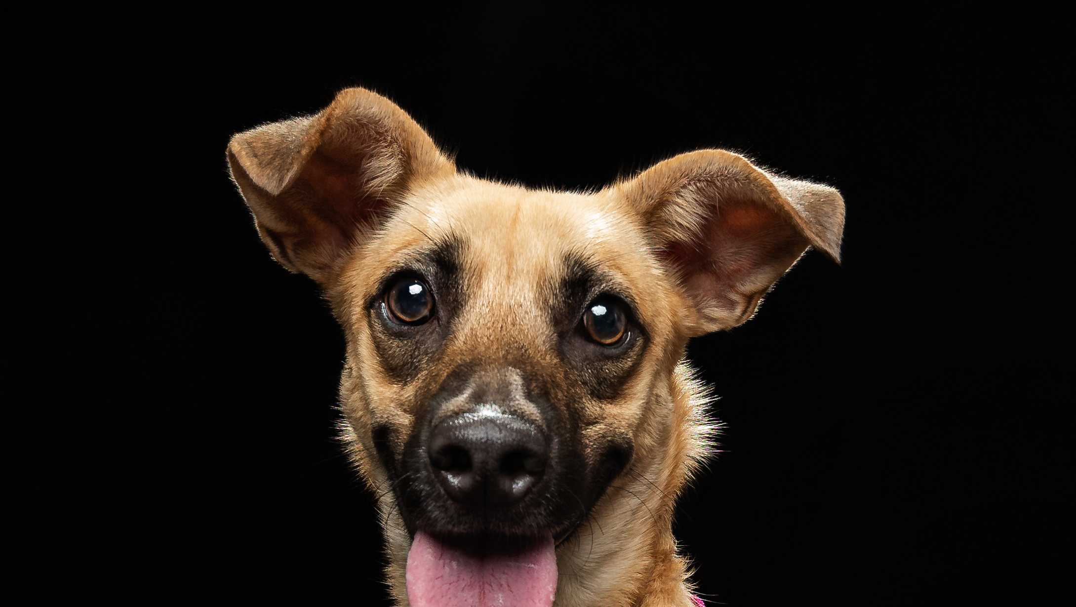 Florida shelter looking for Polo's perfect home - Vimarsana News