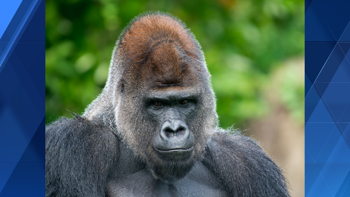 匹兹堡动物园大猩猩Mrithi去世