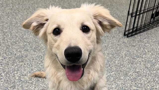 MSPCA holds emergency adoptathon after multiple large-scale seizures