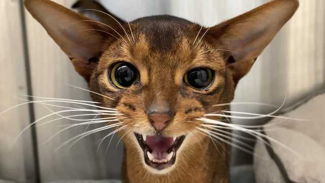 8 rare Abyssinian cats looking for new homes at MSPCA - Vimarsana News
