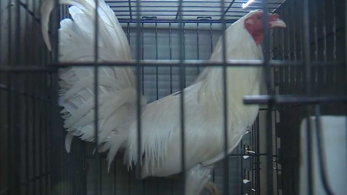 Birds Rescued From Massachusetts Cockfighting Ring Placed Into New Homes 