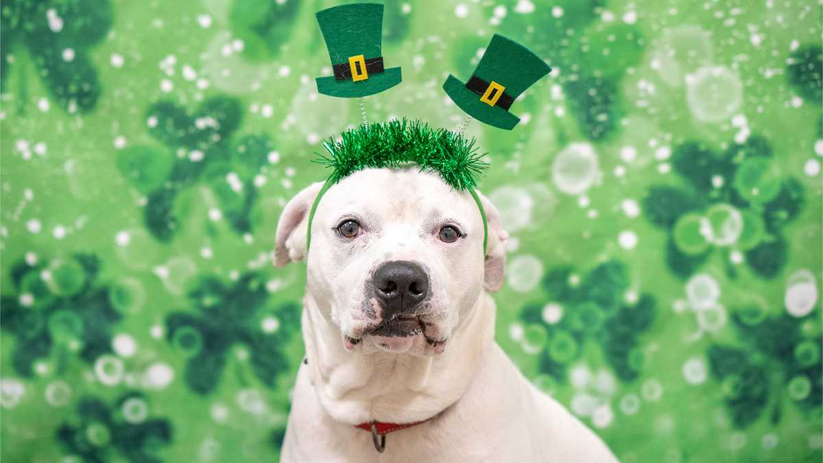 MSPCA reducing adoption fees on some dogs on St. Patrick's Day