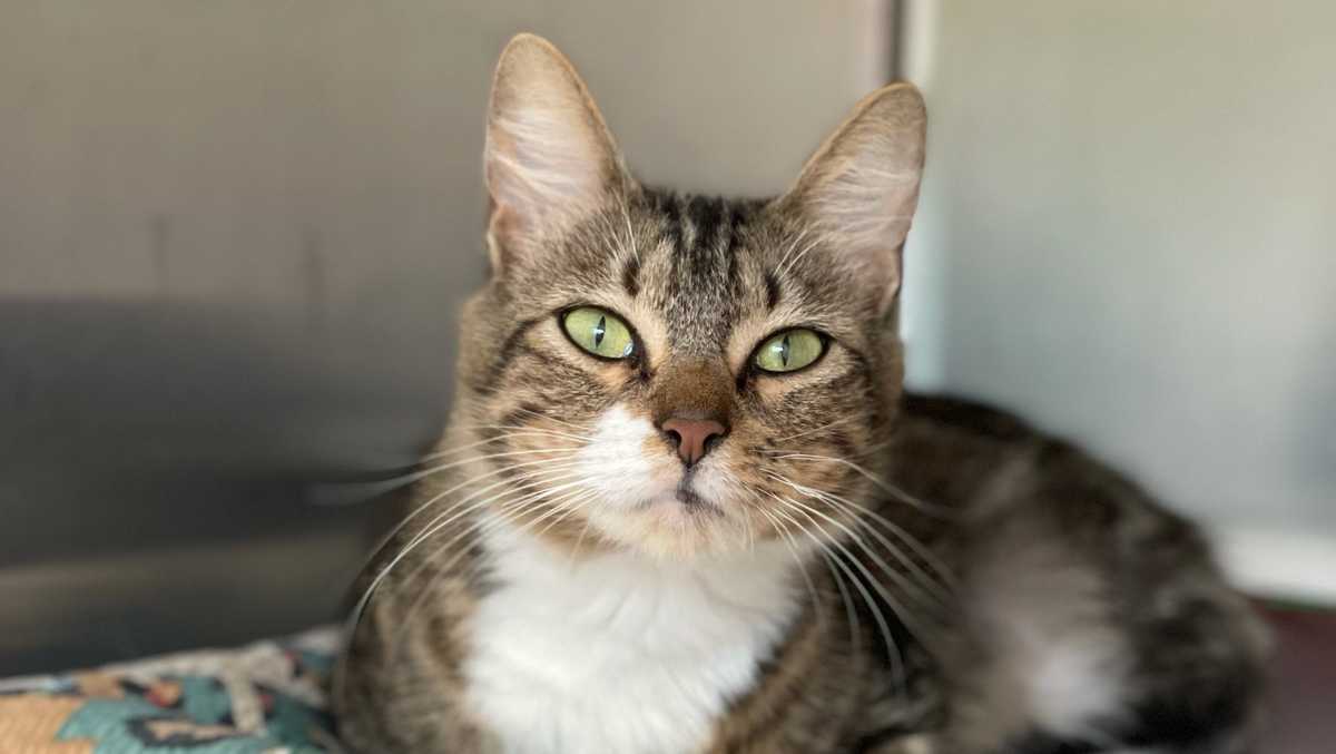 45 cats rescued from Ida-ravaged Louisiana seek homes in Mass. 45 cats rescued from Ida-ravaged Louisiana seek homes in Mass.