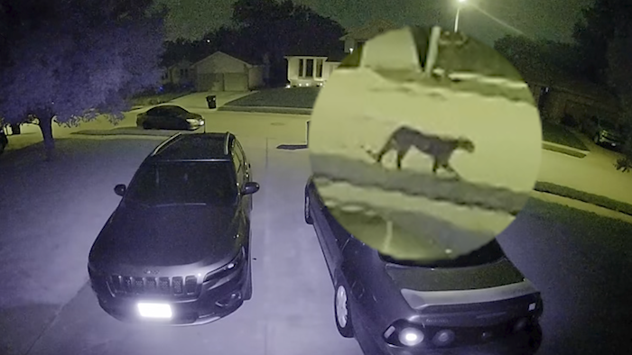 La police d’Omaha filmée à la recherche d’un puma