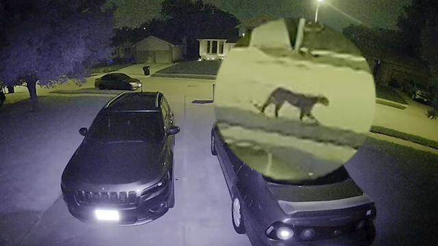 Omaha mountain lion spotted again - Vimarsana News