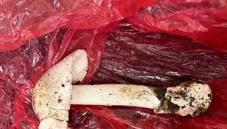MA family warns of toxic mushrooms after near-death experience - Vimarsana News