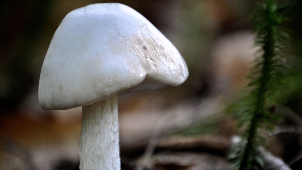 viral post warns mushrooms