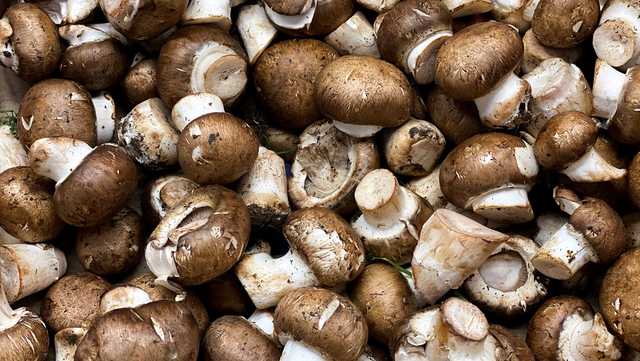 Pennsylvania town is known as the 'mushroom capital of the world' - Vimarsana News