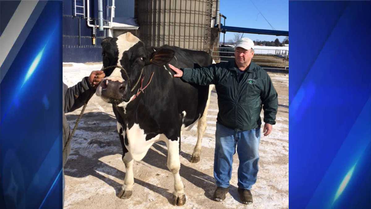 Holy cow! Wisconsin Holstein sets new national milk production record