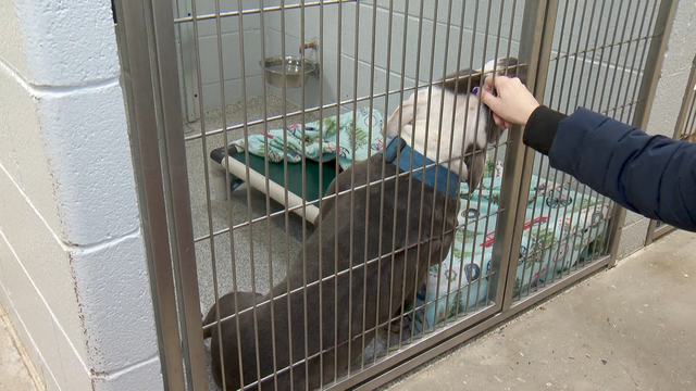 Animal shelters partner for 'My Furry Valentine' adoption event - Vimarsana News