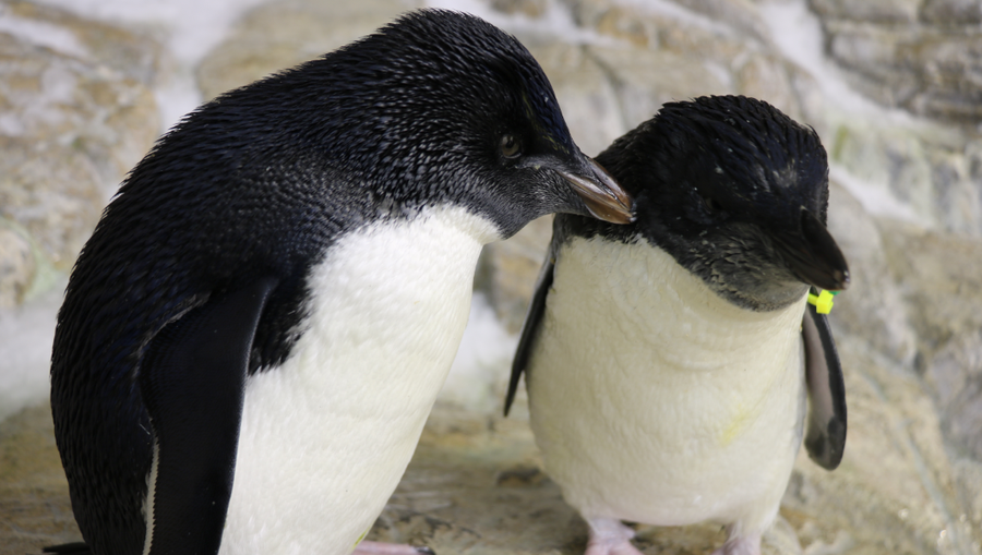 2 Rockhopper penguin chicks on display at Omaha zoo
