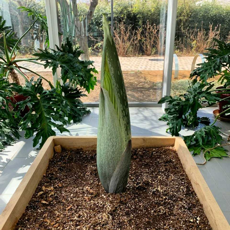 Corpse Flower To Bloom Soon At Myriad Gardens