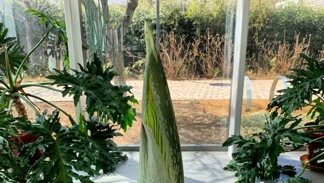Corpse flower to bloom soon at Myriad Gardens - Vimarsana News