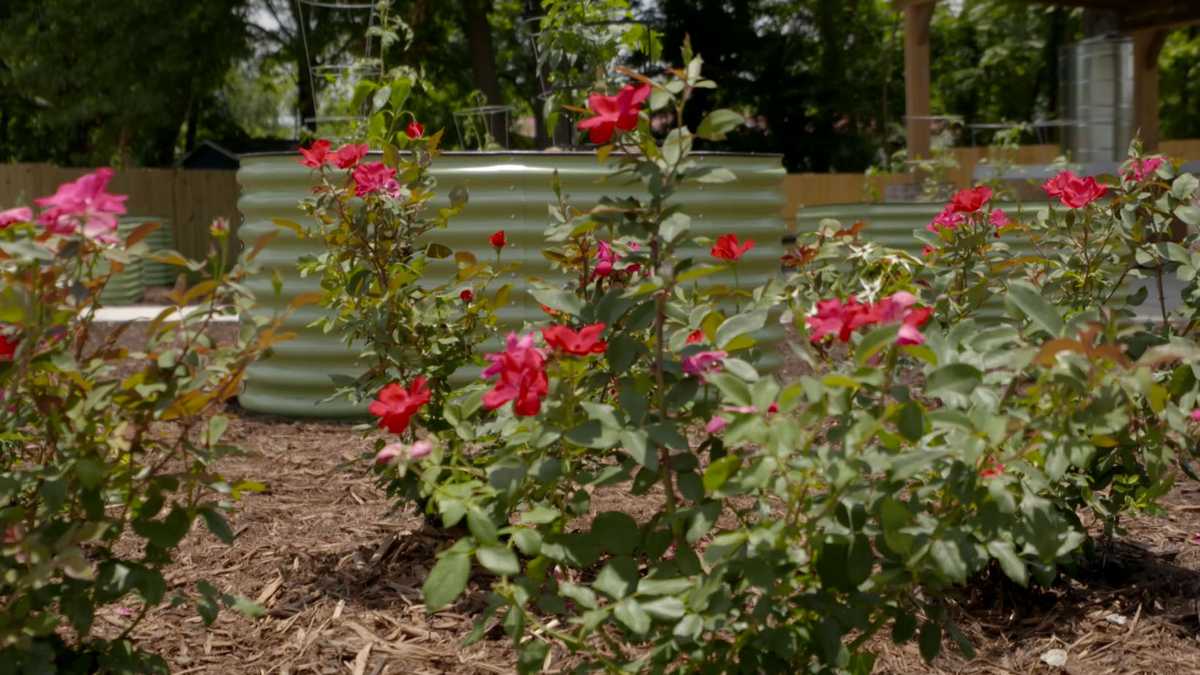 Myrlie’s Garden opens as assassination of Medgar Evers is remembered 60
