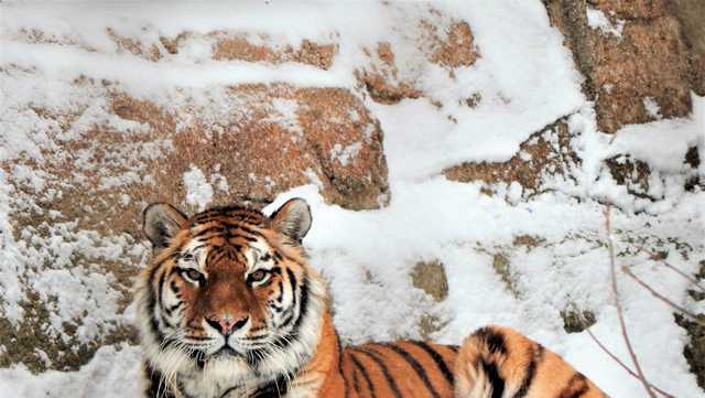 Racine Zoo tiger dies following surgery - Vimarsana News