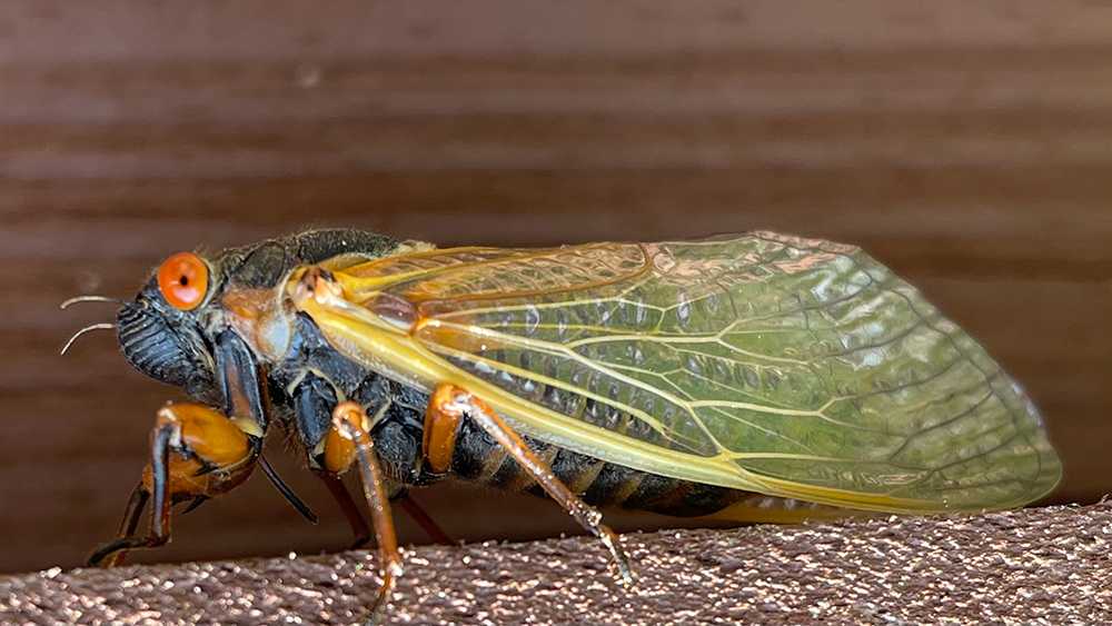 Cicadas emerging across US in greater numbers