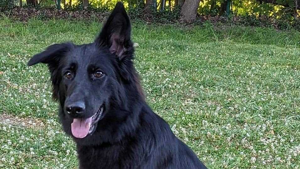 Dog found dead after dog-sitter accused of stealing family’s German shepherd