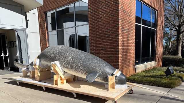 South Carolina: Narwhal glides into Greenville museum new exhibit - Vimarsana News