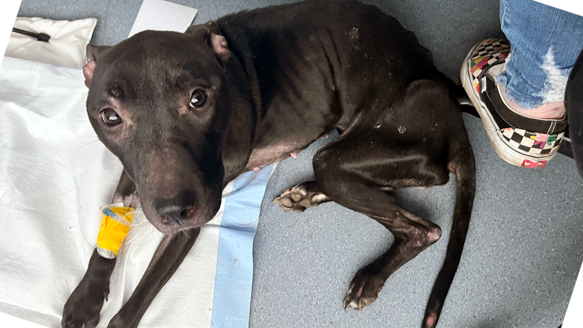 Dog abandoned in Pittsburgh park recovering