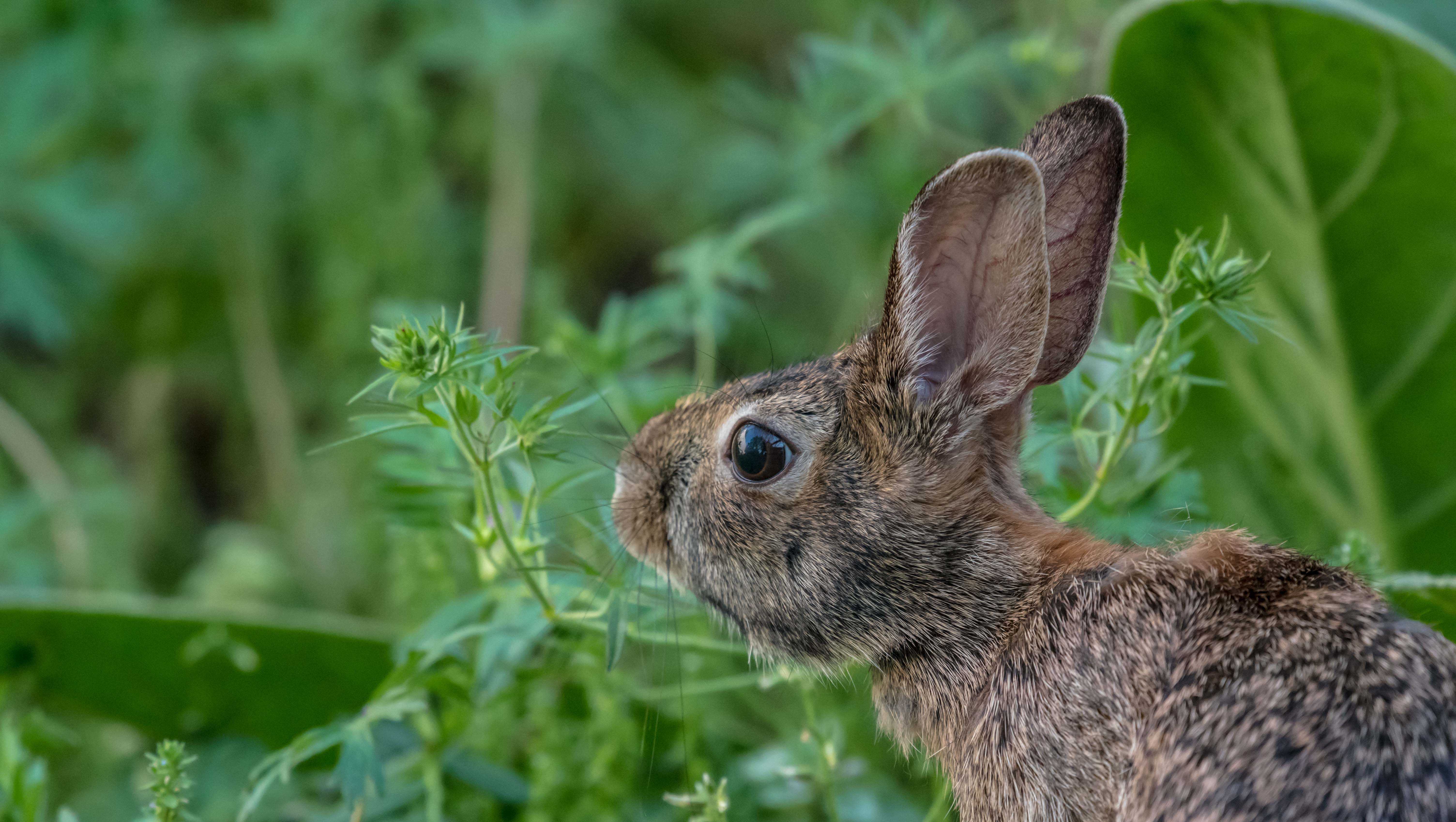 Greenville: Sudden die-off of feral rabbits - Vimarsana News