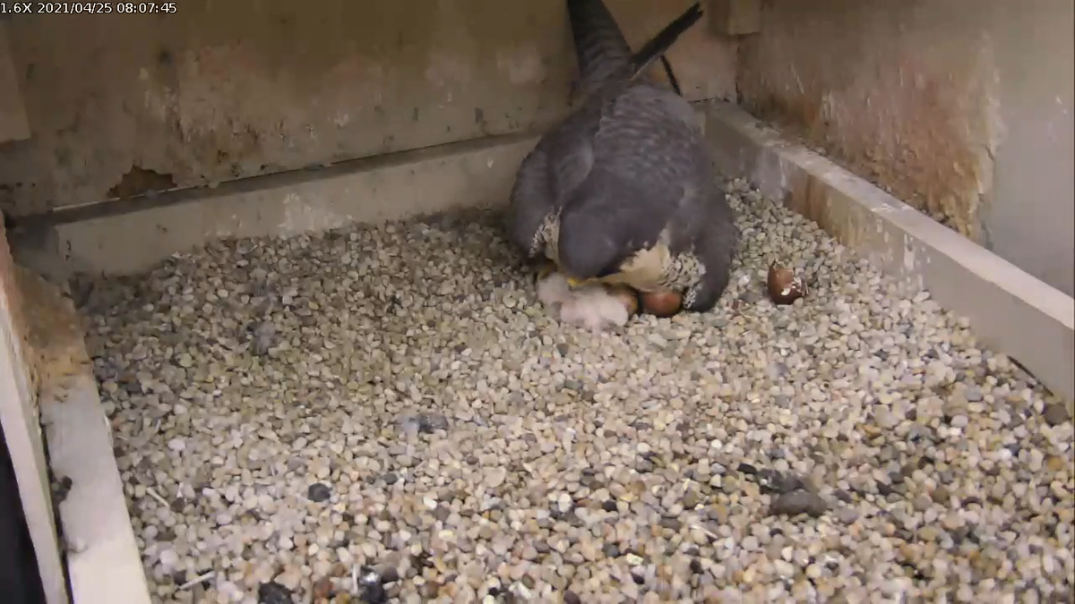 Young falcons are already wearing rings - endangered birds have found a  home at the Głogów Copper Smelter, News and press releases