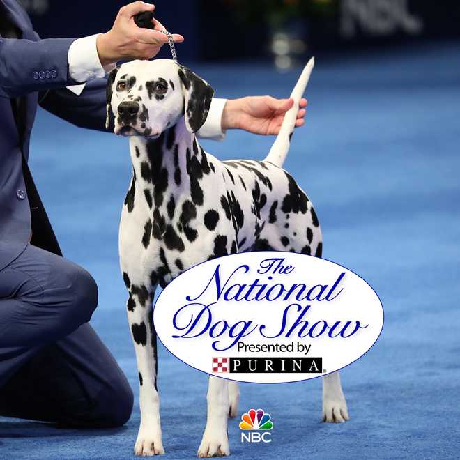 Macys Day Dog Show Macys Day Dog Show