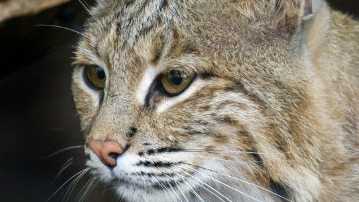 National Zoo missing bobcat