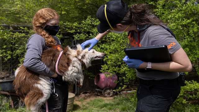 ASPCA: Over two dozen dogs rescued from 'filthy, overcrowded' cruelty case in Hamilton - Vimarsana News