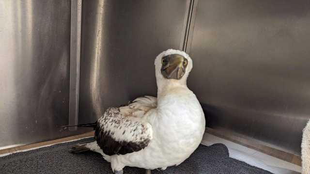Bird usually on the Galapagos Islands this time of year found injured at Pebble Beach - Vimarsana News