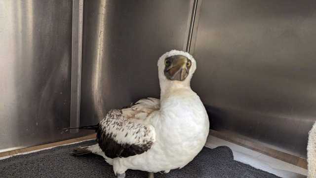 Update on Nazca booby found injured on a Monterey Co. beach - Vimarsana News