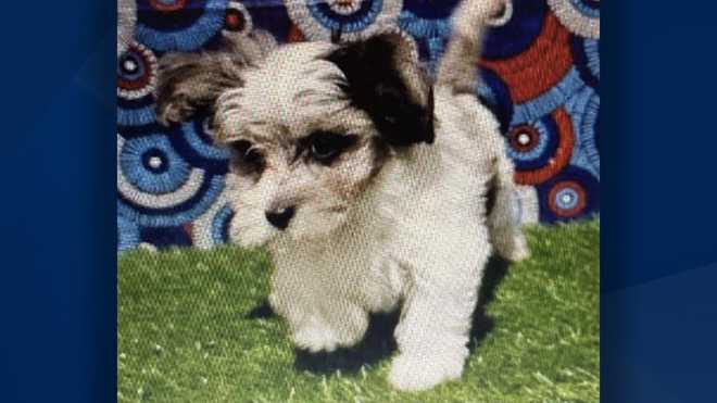 FMPD: Missing puppy Pet Kingdom