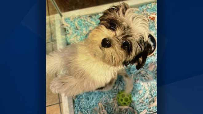 Maltipoo puppy Pet Kingdom
