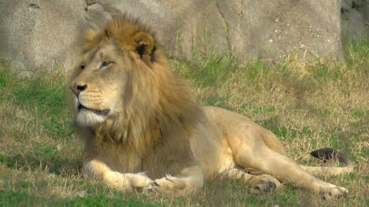 Officials: California zoo intruder bitten by lion