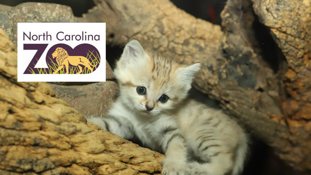 North Carolina Zoo: animals share Super Bowl 58 predictions - Vimarsana News