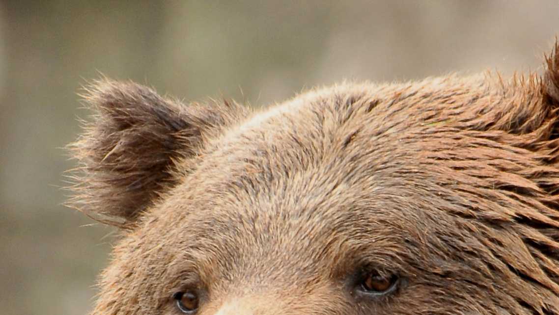 Grizzly bear dies after 25 years at the North Carolina Zoo