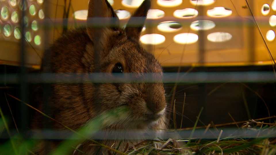 The plight of the New England Cottontail