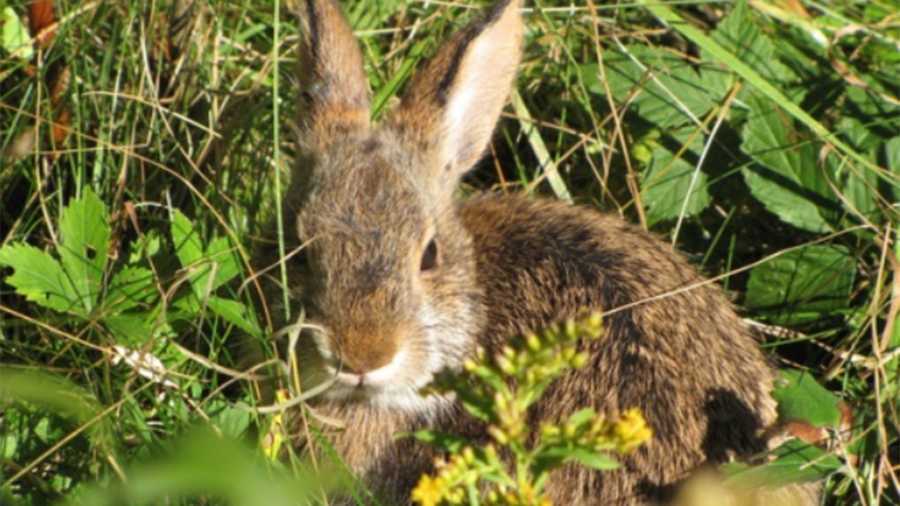 New England cottontail