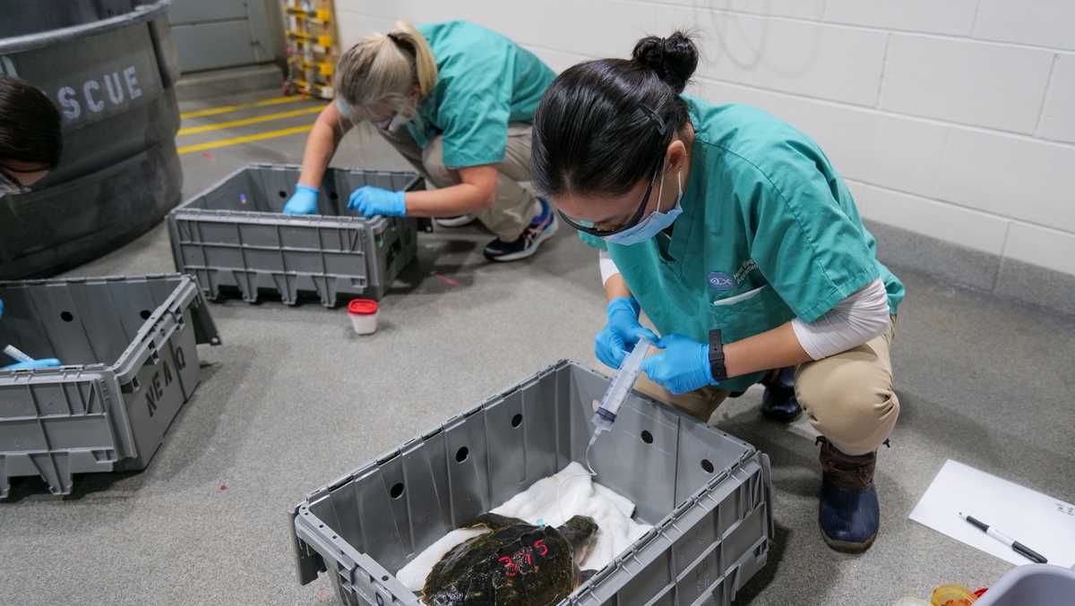 Record number of cold-stunned turtles treated after becoming stranded ...