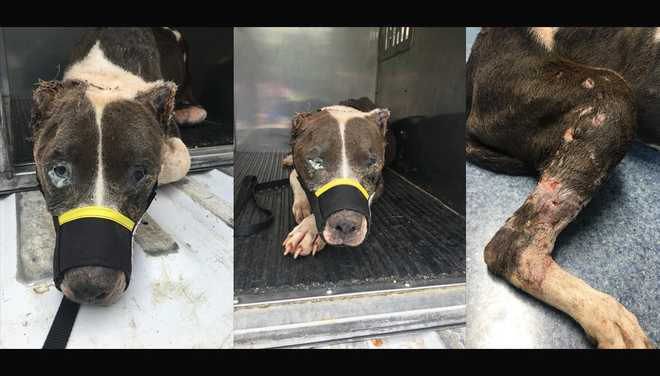 Neglected dog in Abbeville - Abbeville County Animal Services