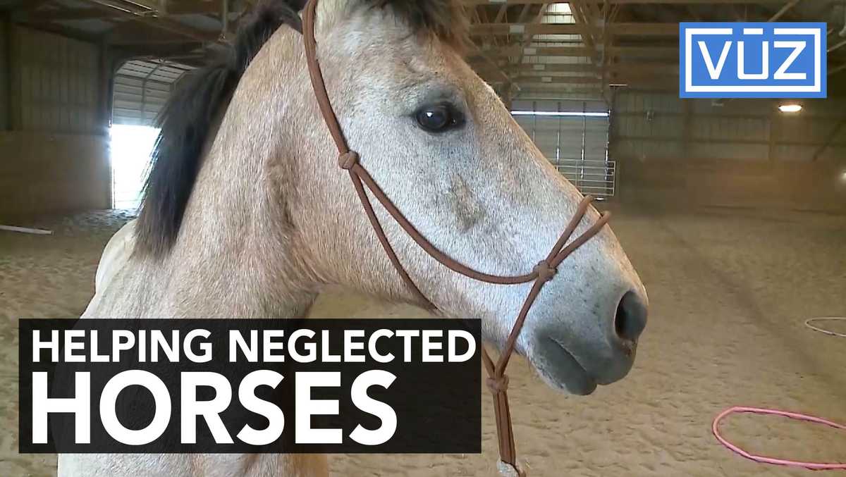 Group helps rescued horse make remarkable recovery