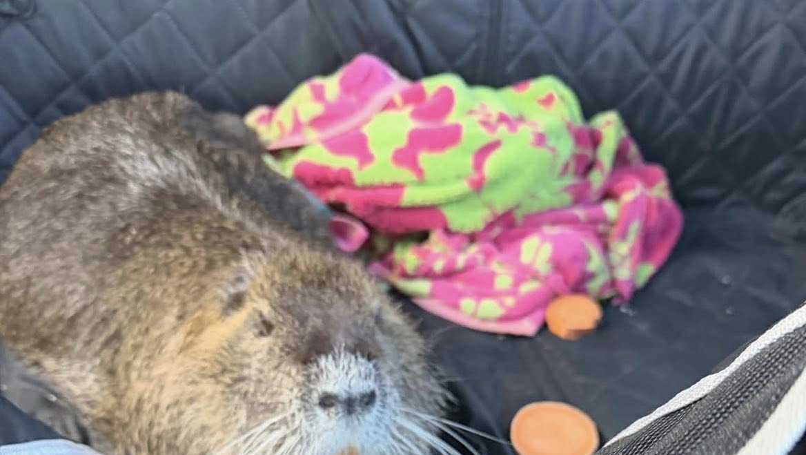 Beloved nutria Neuty faces health battle