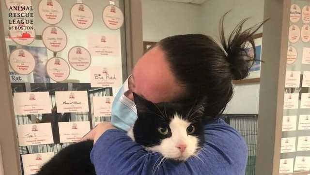 Cape family reunites with cat who disappeared in August - Vimarsana News