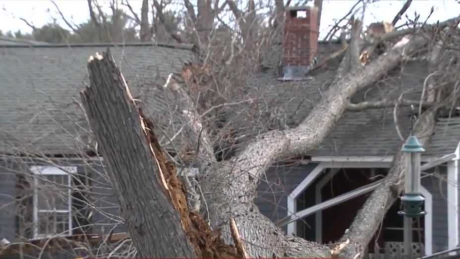 Strong winds bring down trees, power lines