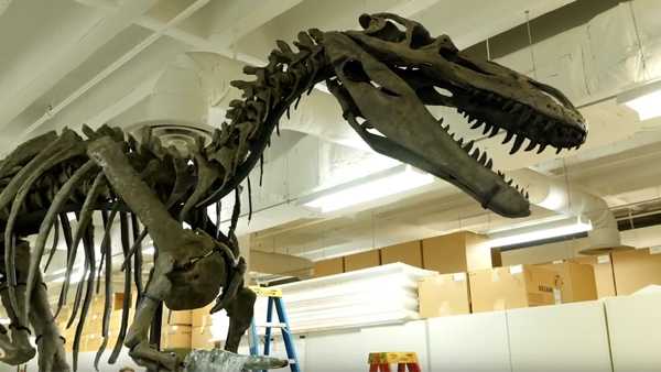 new dinosaur